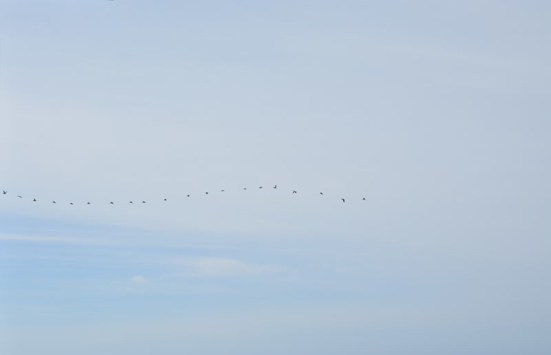 vuelo